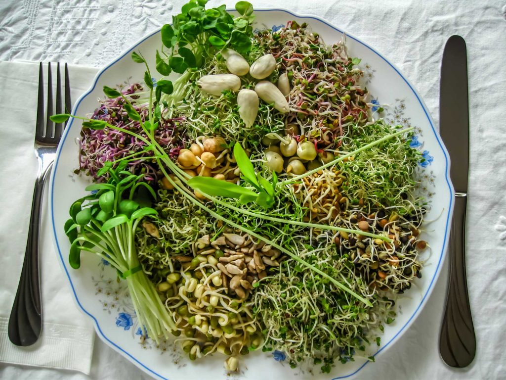 A variety of sprouts on a plate