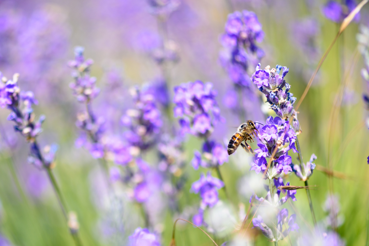 Bees fly from flower to flower lavender, close-up