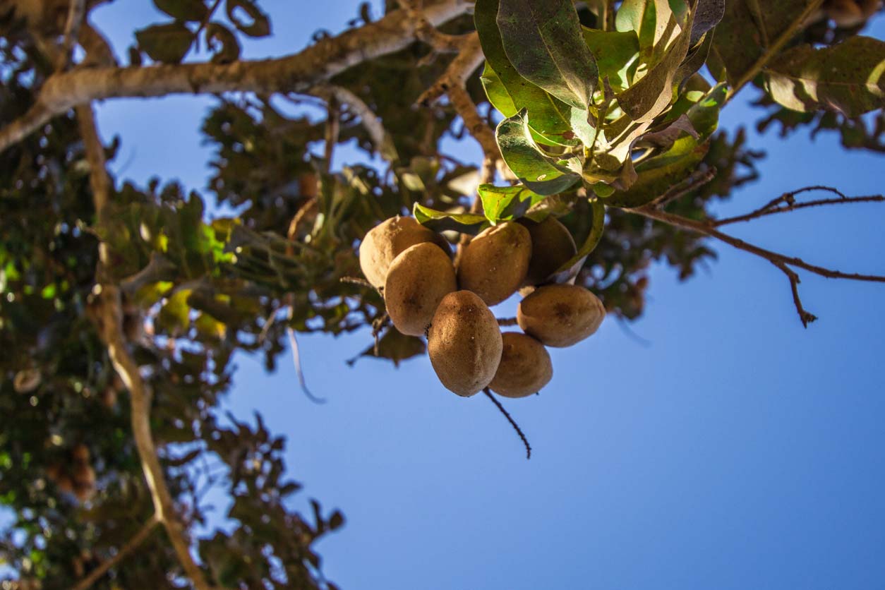 view of whole baru nut in tree