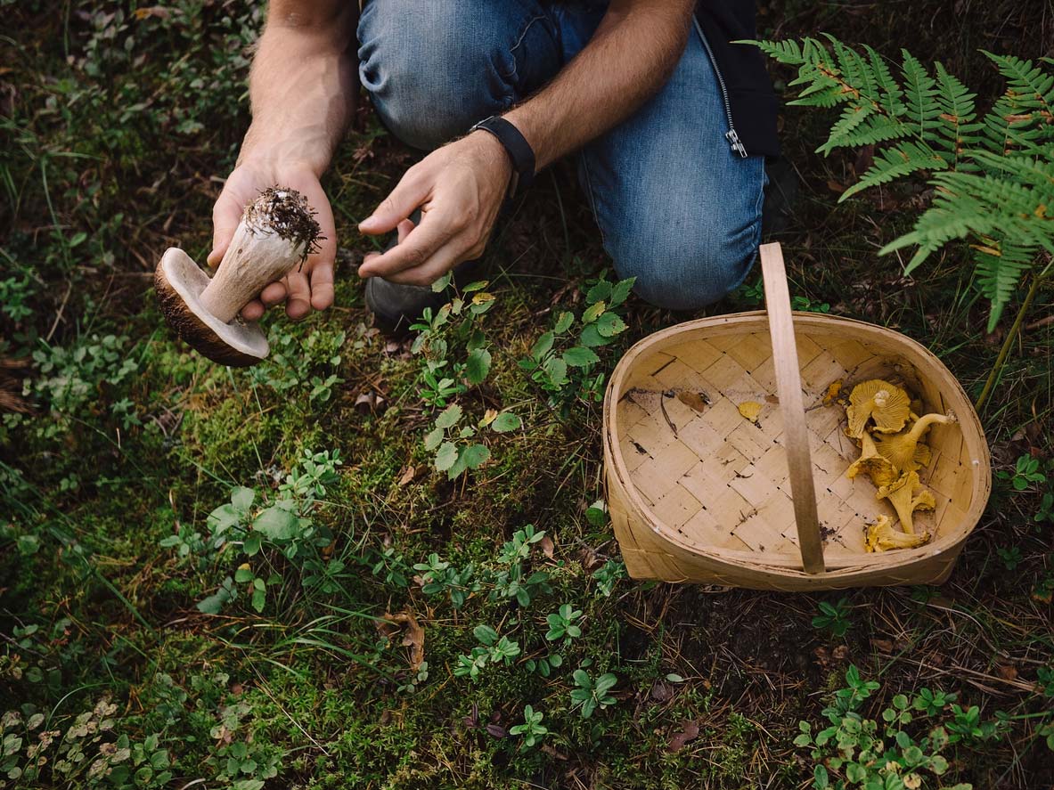 Foraging for mushrooms in the woods