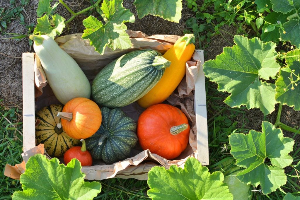 Growing a variety of squash for harvest
