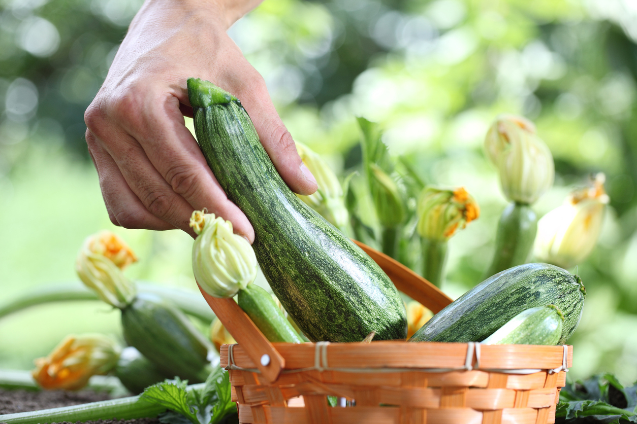 Hands picking zucchini with basket in vegetable garden, close up