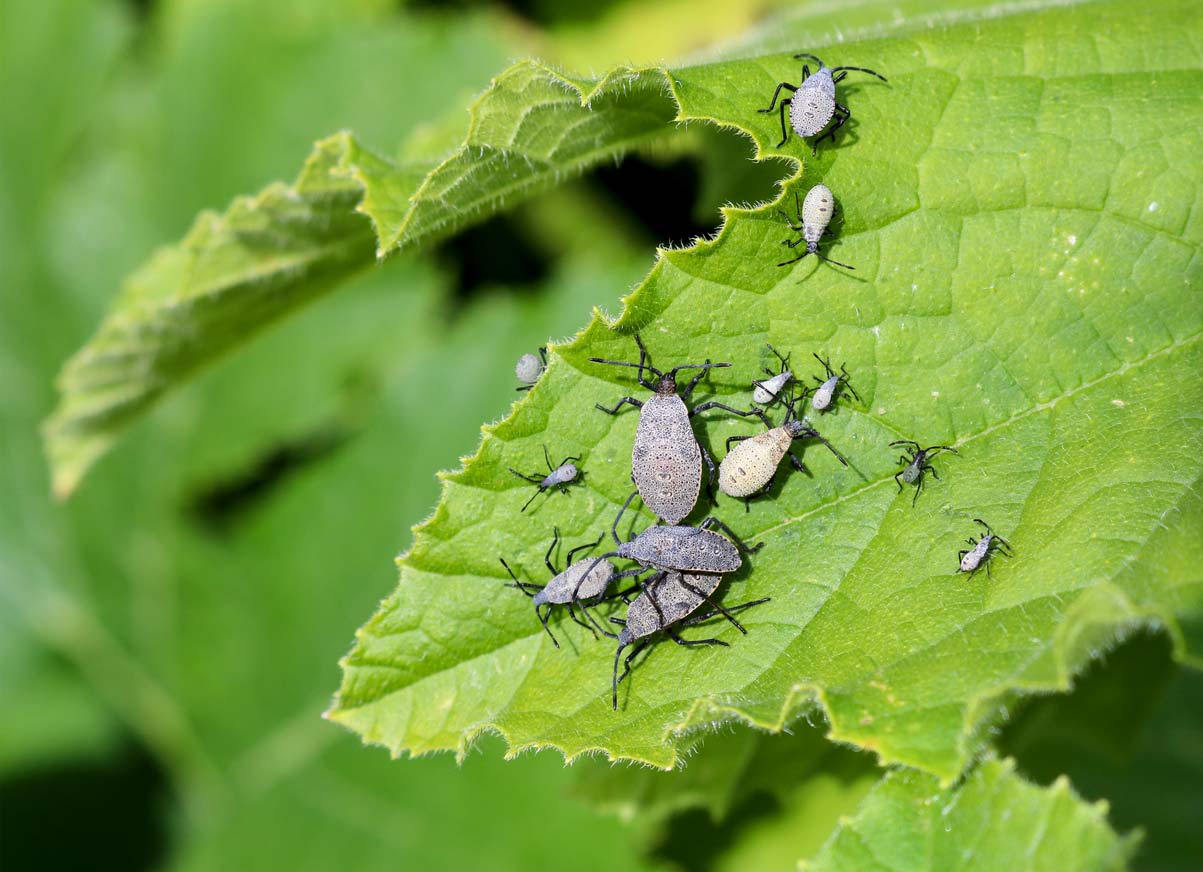 Squash plant bugs