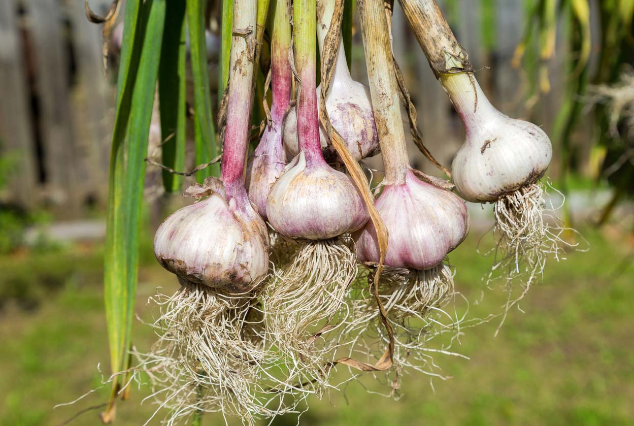 freshly harvested garlic bulbs drying outdoors