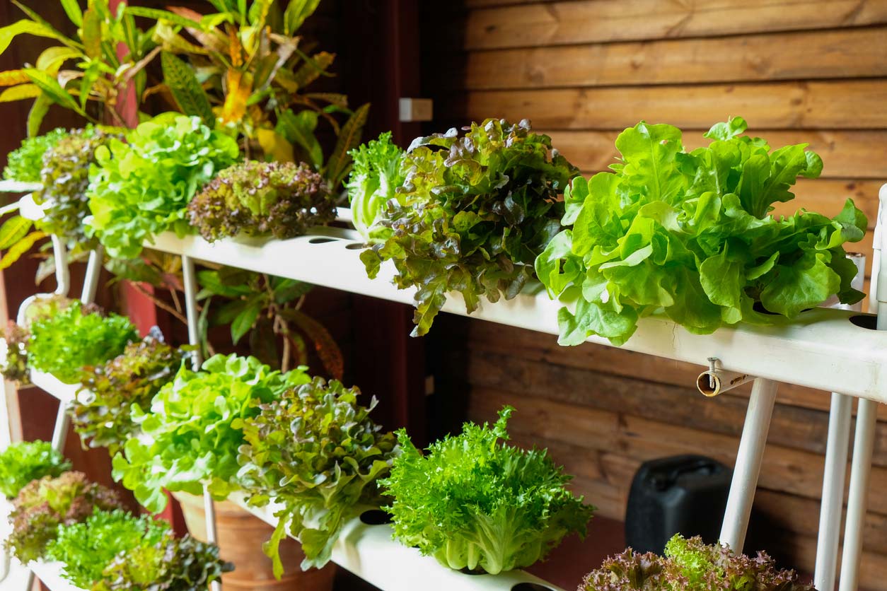 hydroponic vegetables growing in greenhouse