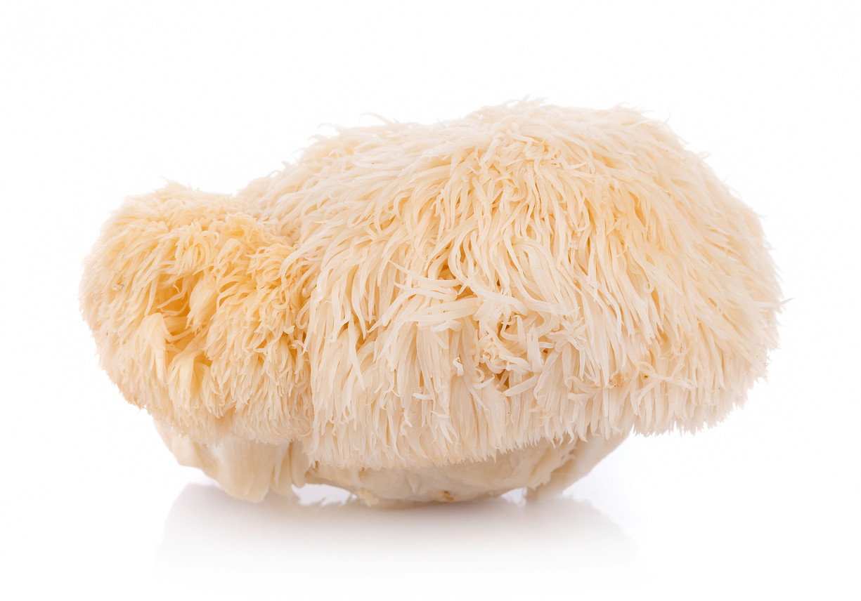 lion mane mushroom isolated on white background