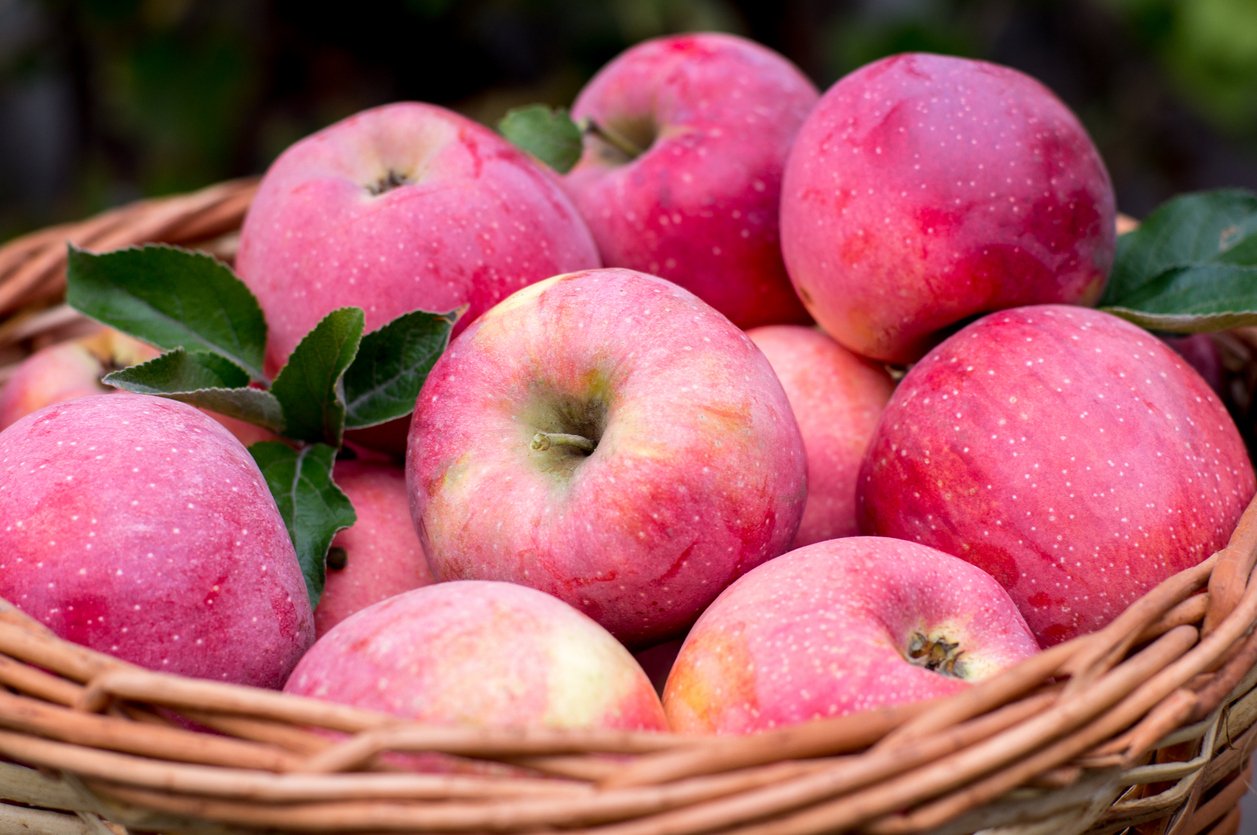 Cripps Pink apples and Pink Lady apples are the exact same apple with the same pink color and quality. The only difference is that Pink Lady® is a registered trademark of the Pink Lady Apple Association.  Pink Lady® was one of the first apples to be marketed under a specific brand name rather than by its variety name."n