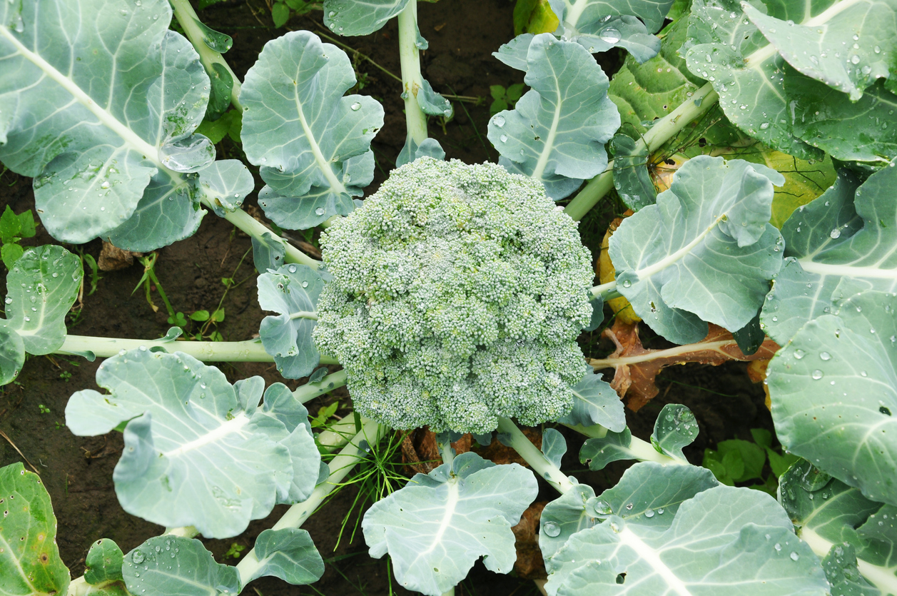 Broccoli cabbage growing in the garden close-up.