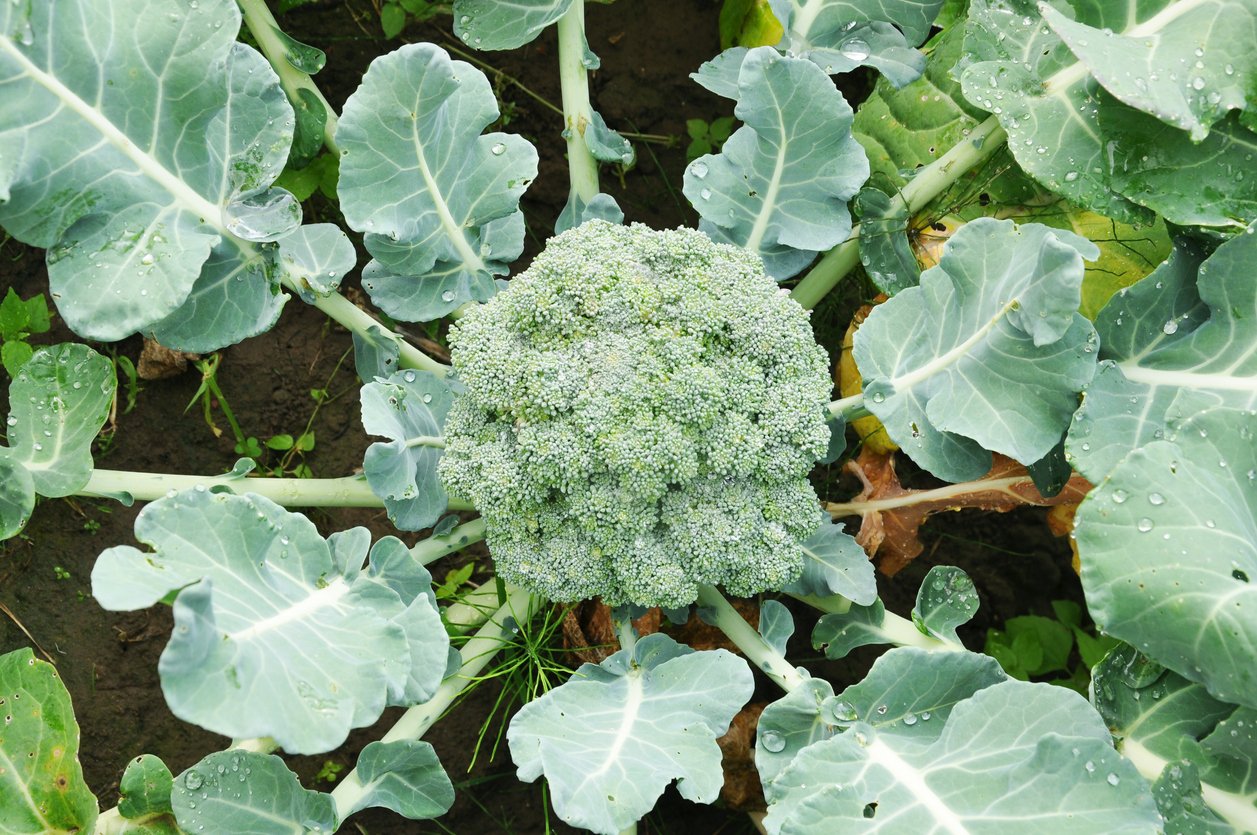 Broccoli cabbage growing in the garden close-up.