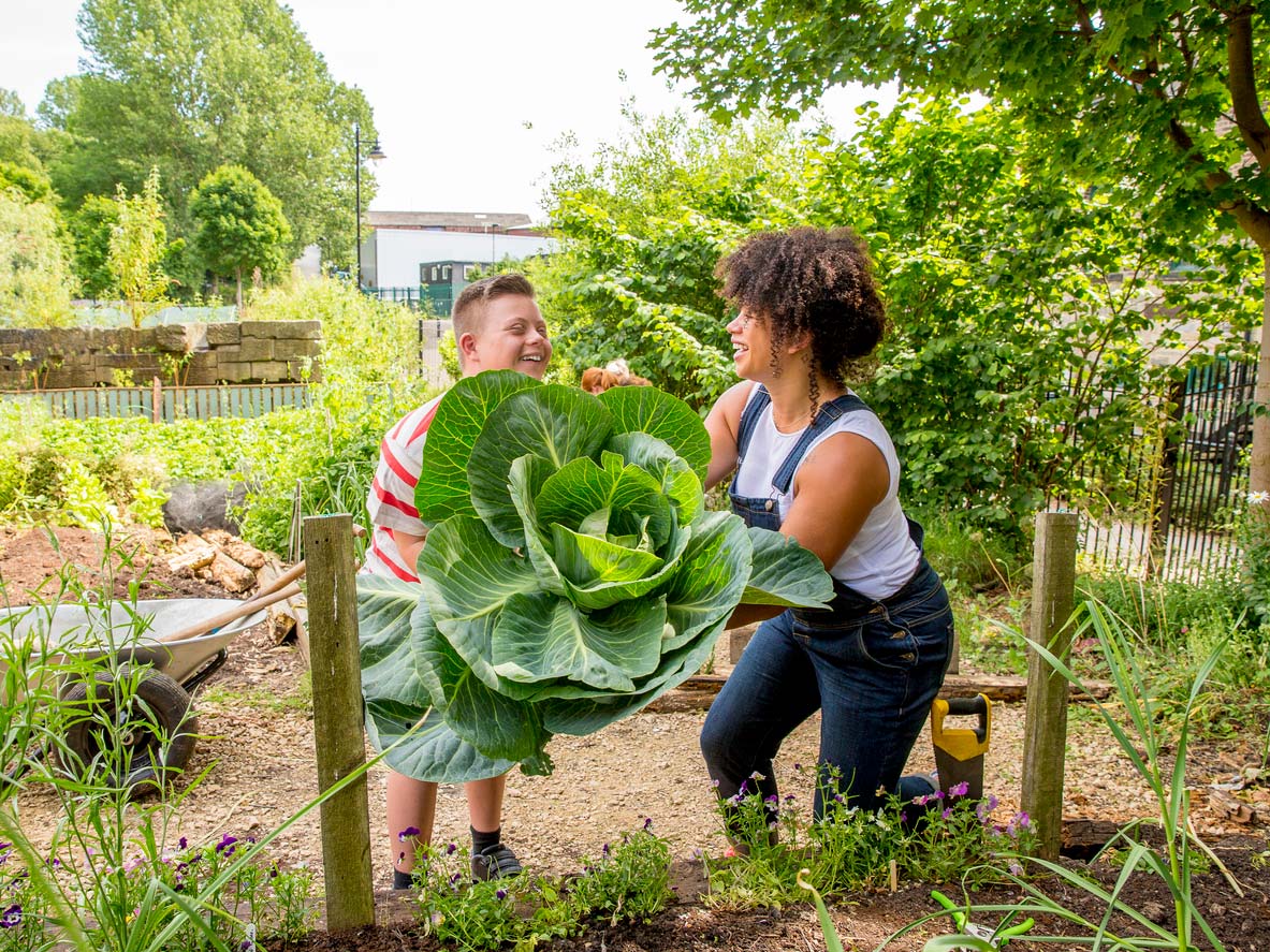 two people harvesting a giant bunch of greens from community garden