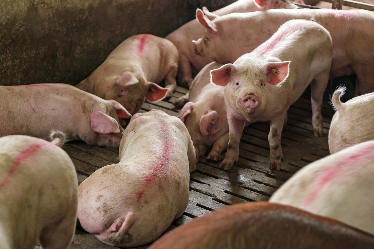 Large pen of young white pigs. Pig Farming. Intensively farmed pigs in batch pens.