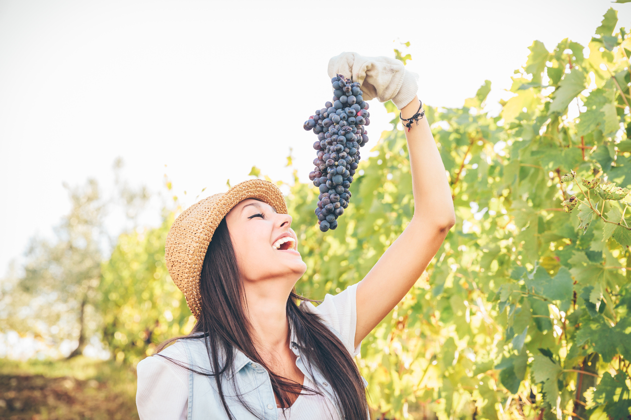 Young woman working in a vineyard. She's cutting grapes from the vine and pretenting to eat a ripe grape  Vendemmia in the Chianti Region - Tuscany - Italy