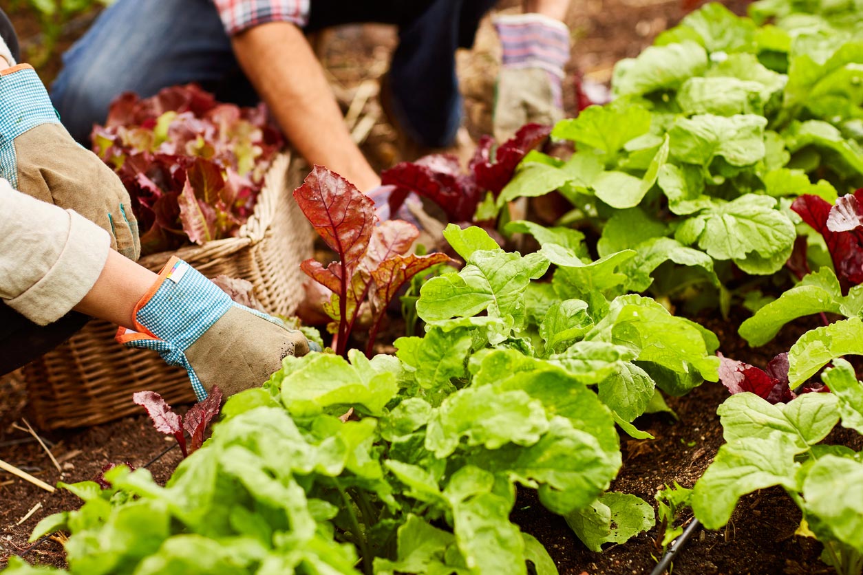 harvesting lettuce in a home garden