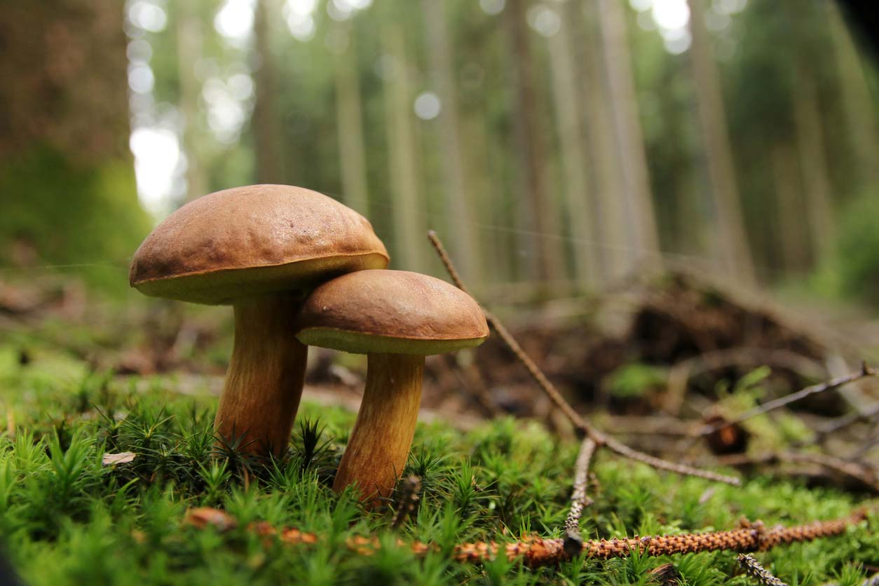 mushrooms growing in forest