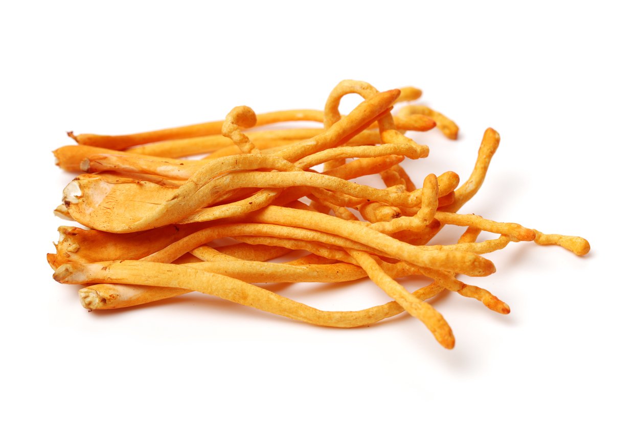 Cordyceps mushroom on the white background