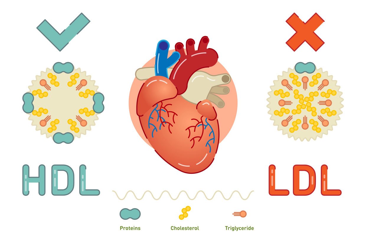 hdl and ldl cholesterol graphic