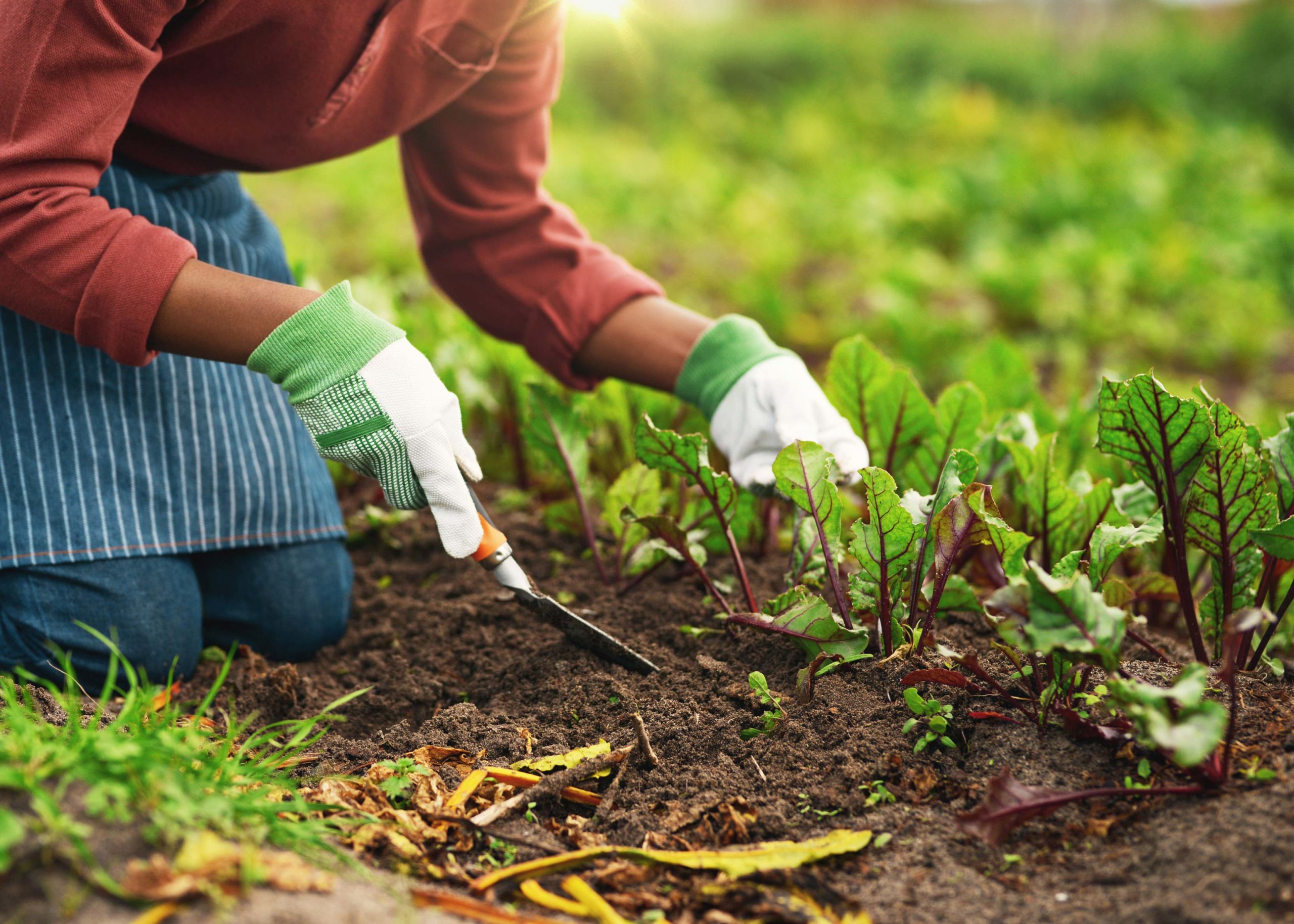 Woman of color prepping vegetables in the soil