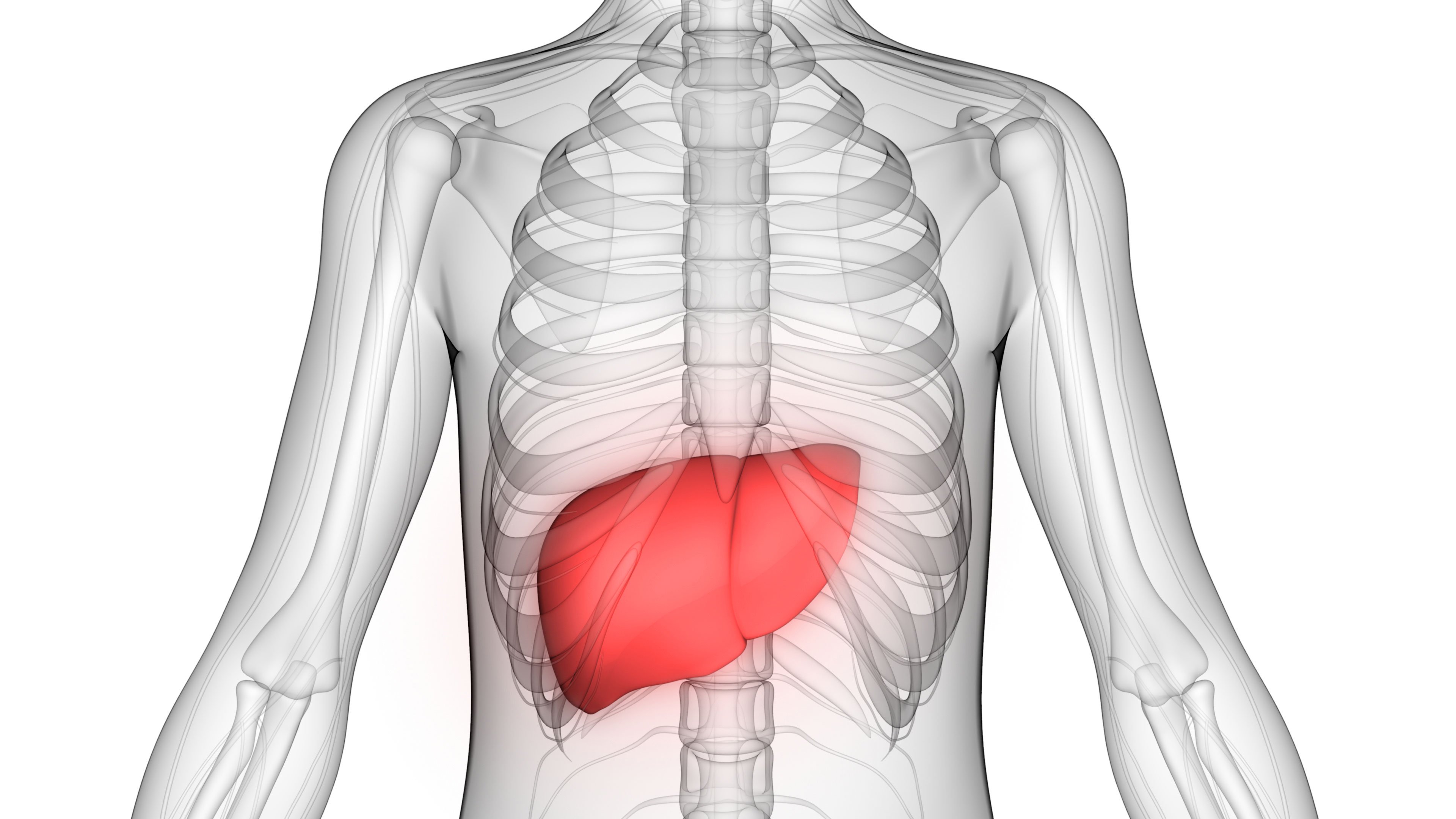 Graphic of the liver