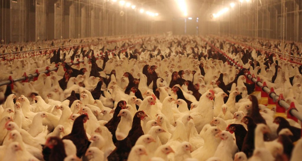 Chickens in a factory farm coop