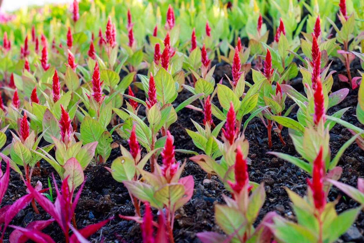 young plant celosia flower in the garden