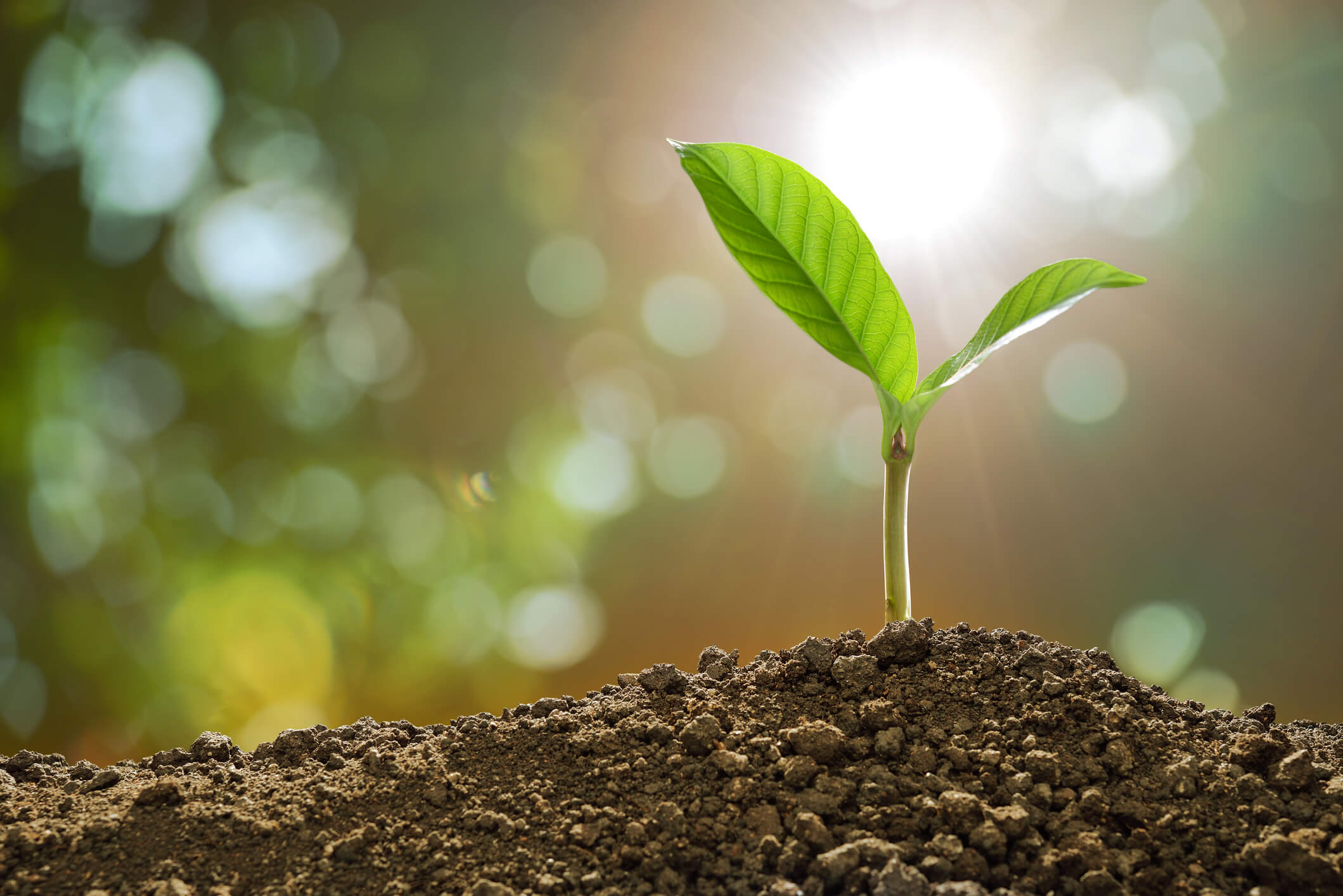 A green shoot peeking out of the soil