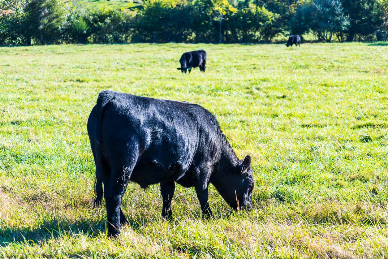 Black cows grazing on green grass in field