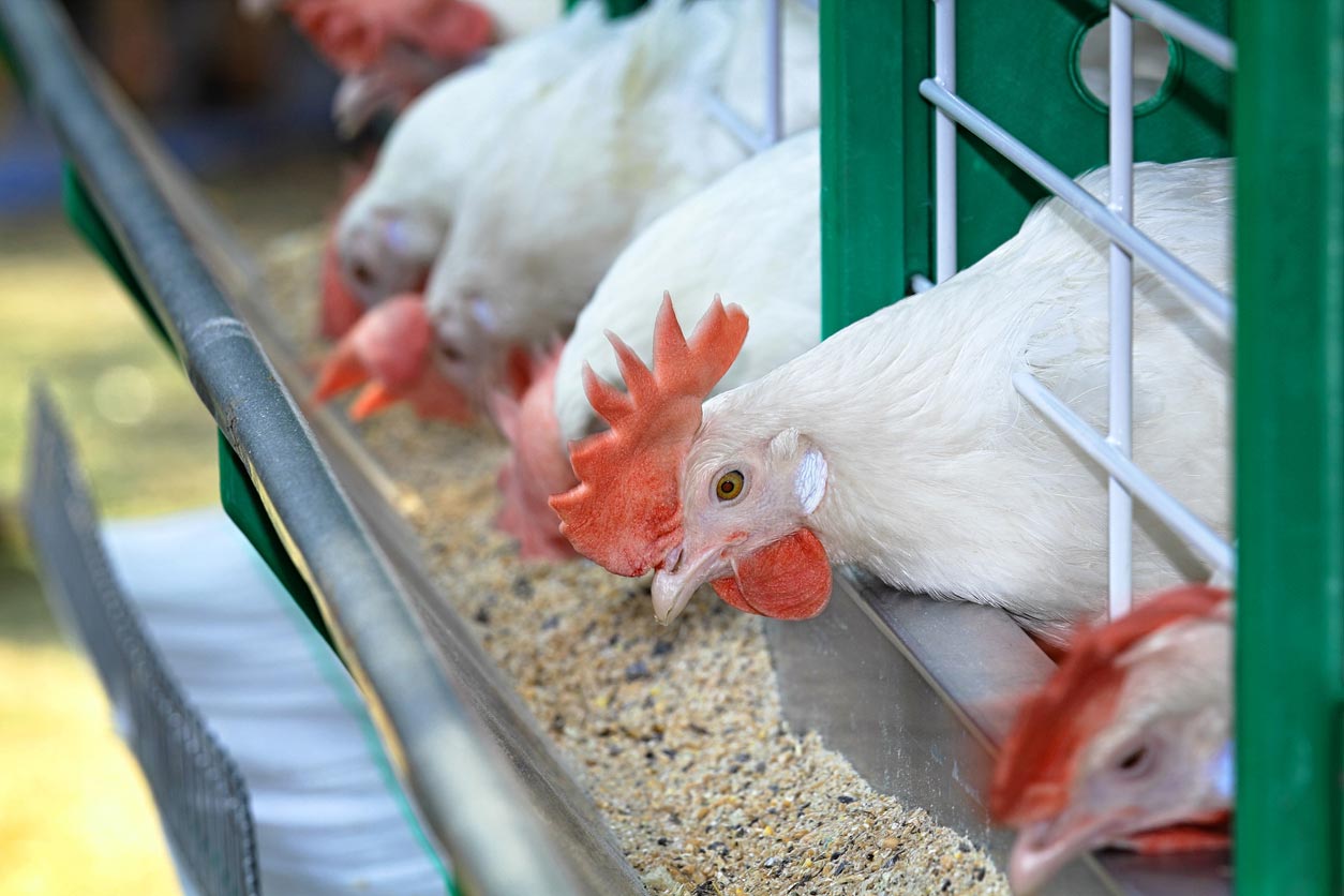 白雞飼養的家禽場