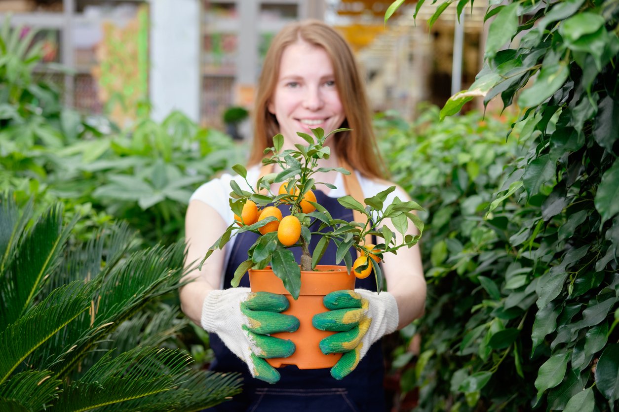 redhead young woman plant market greenhouse seller offering tangerine tree
