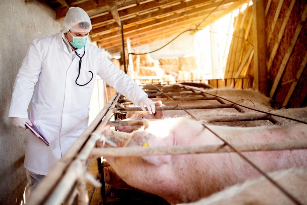 Farm inspector inspecting pigs for signs of farm animal cruelty