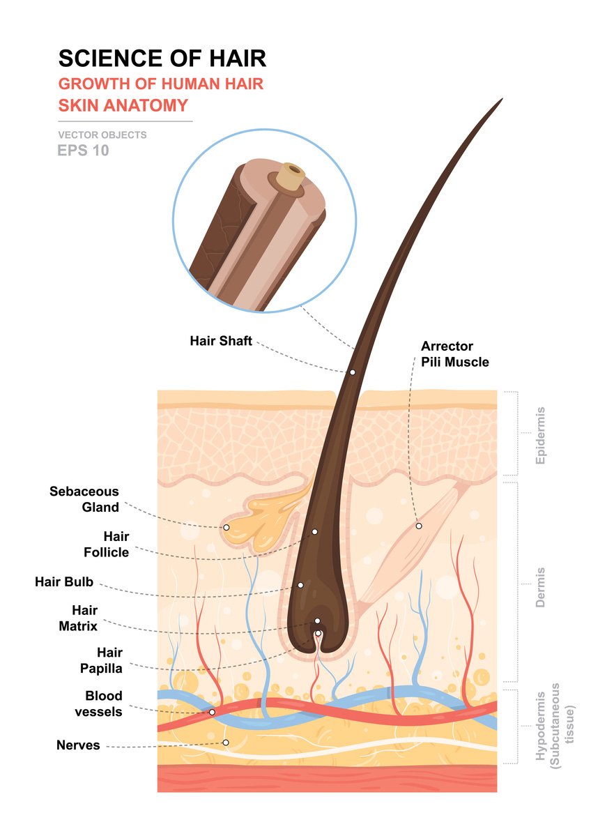 anatomical drawing of hair follicle anatomy - hair health