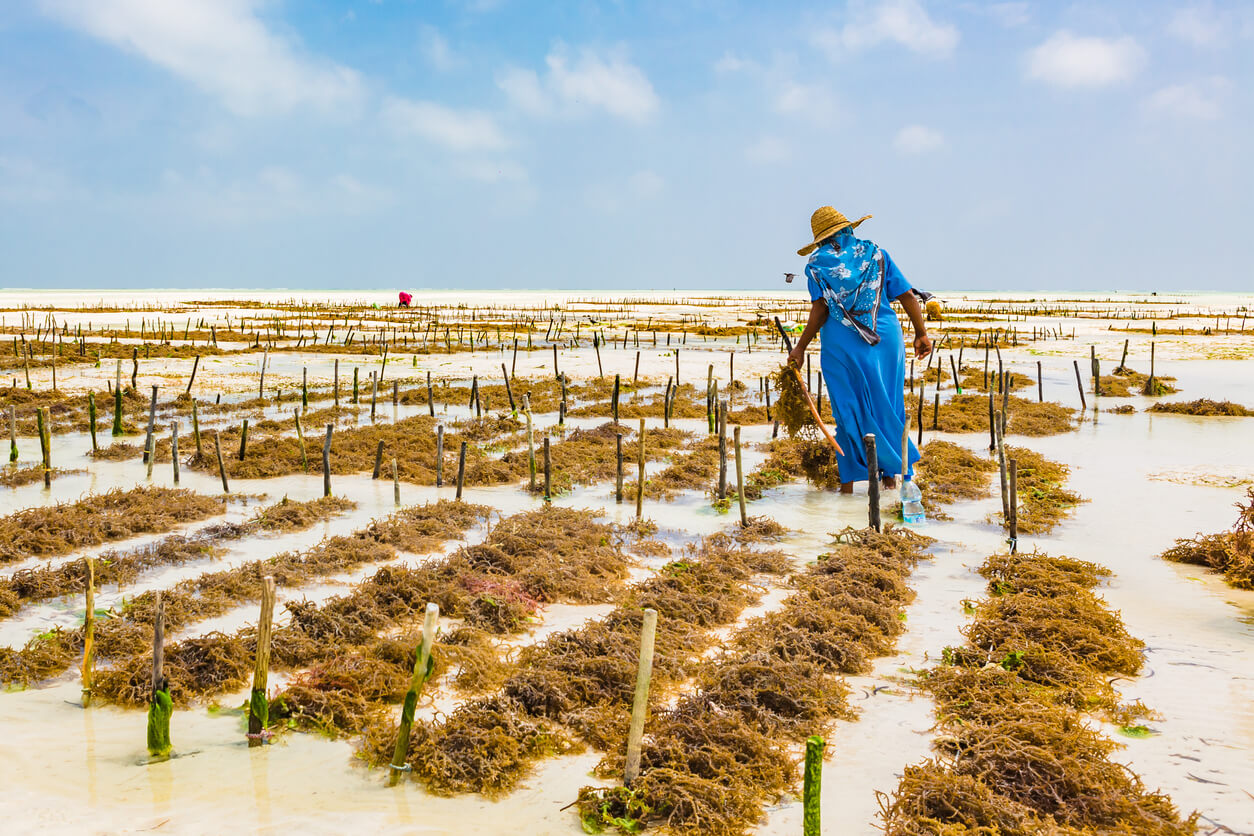 woman harvesting sea weed on a sea plantation in traditional dress