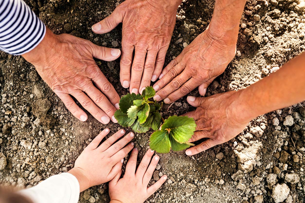 hands around sapling in the dirt