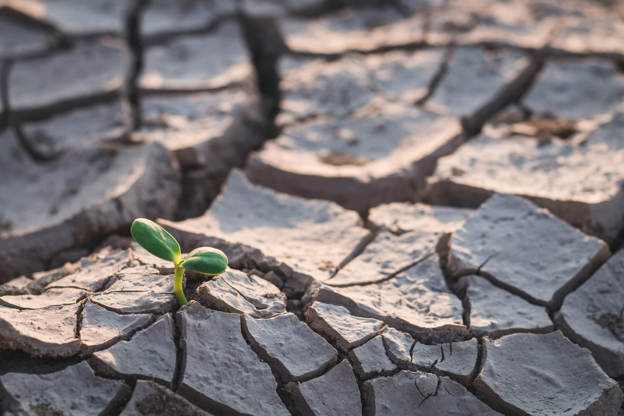 Dried up soil with a single green shoot