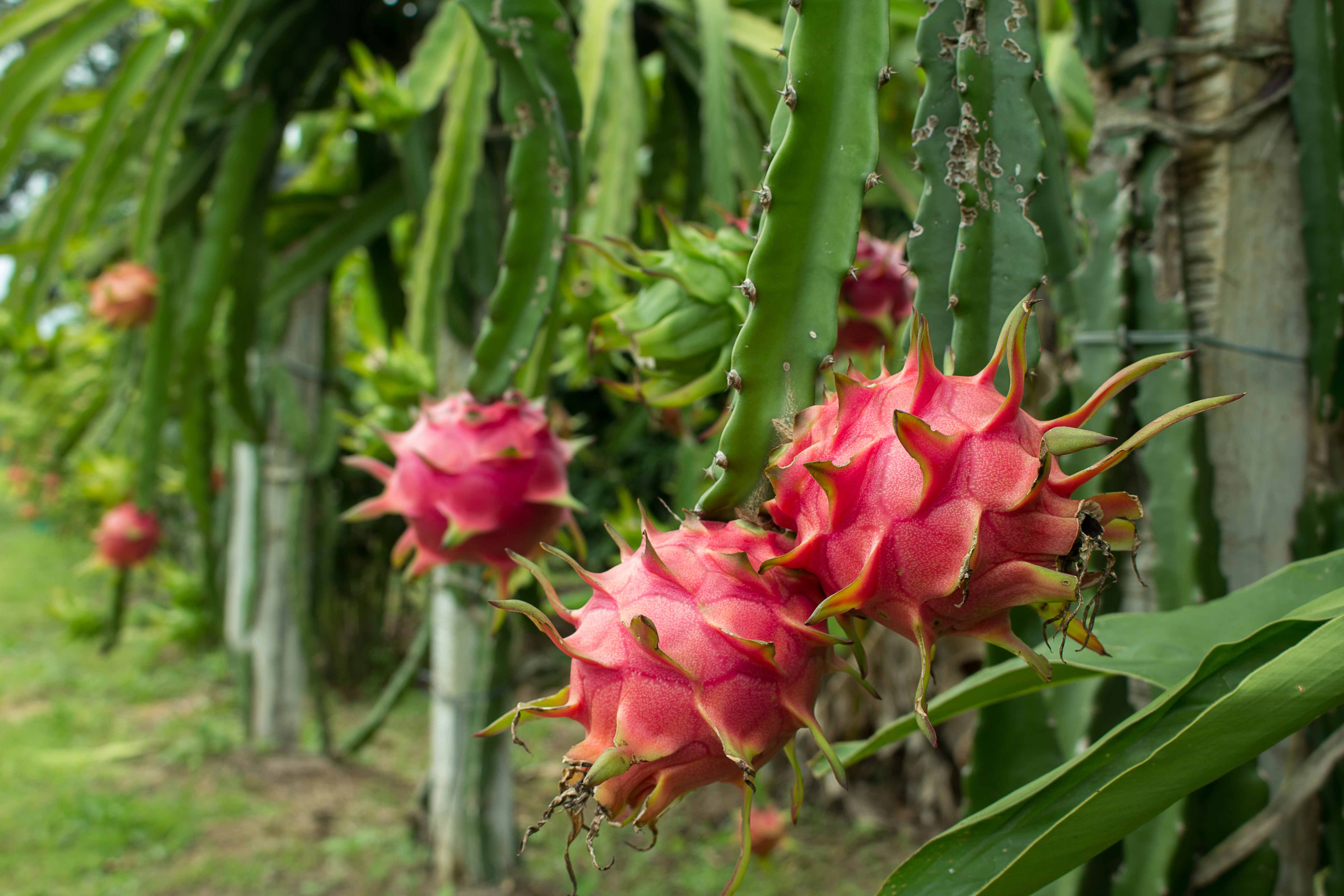 Dragon fruit on cactus