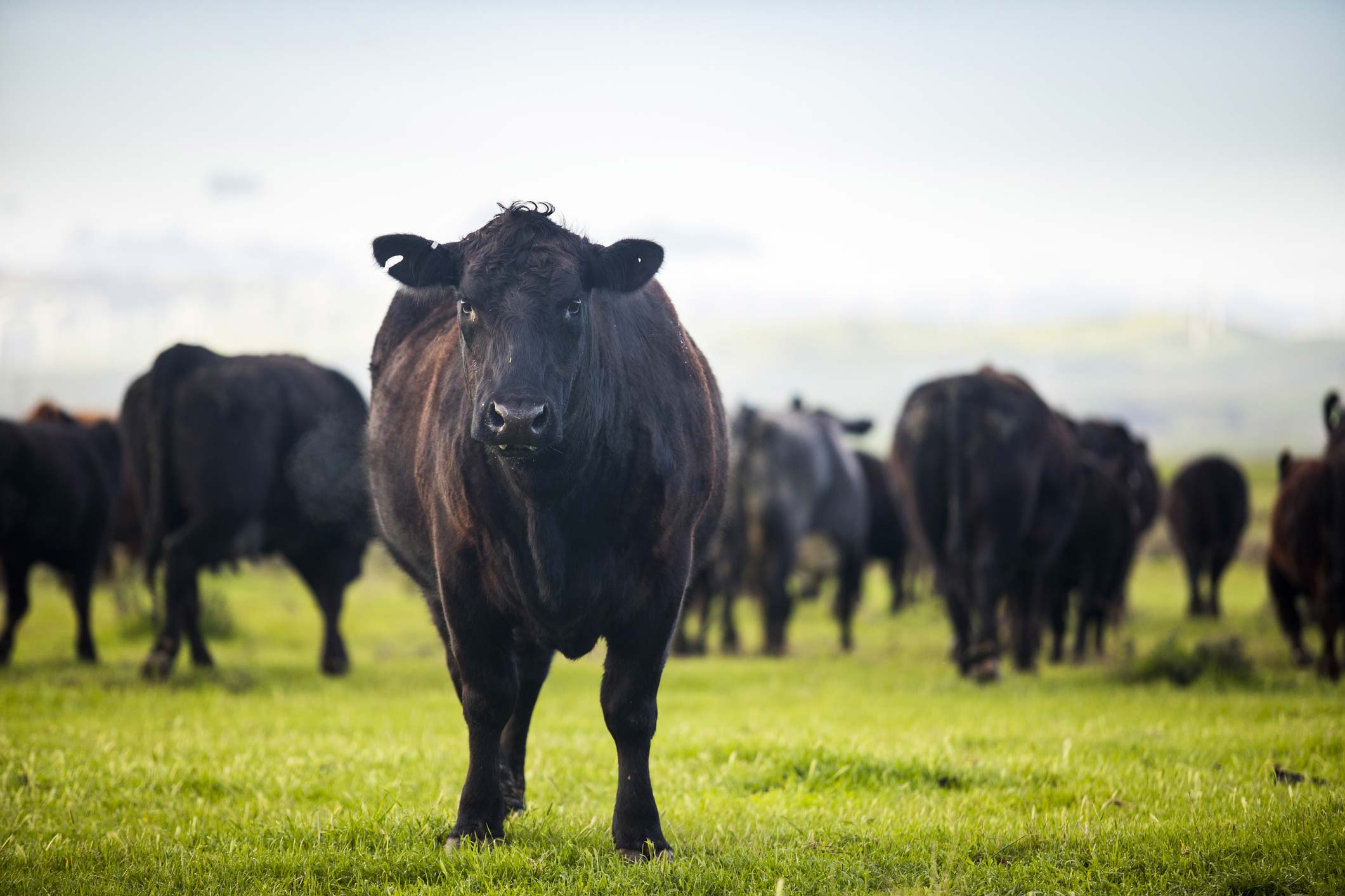 Is Grass-Fed Beef Healthier than Conventional? — Sacred Cow