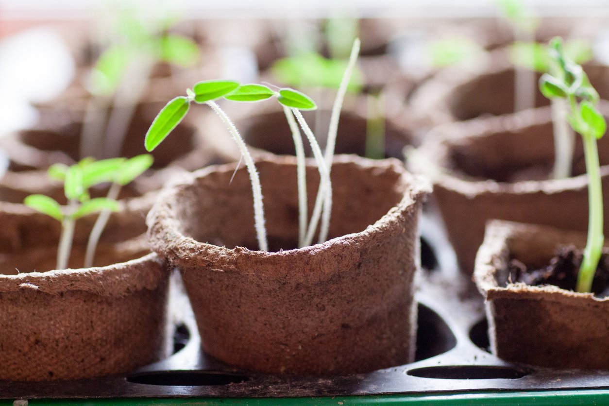 Young tomato plants in pots ready to be planted in garden. 