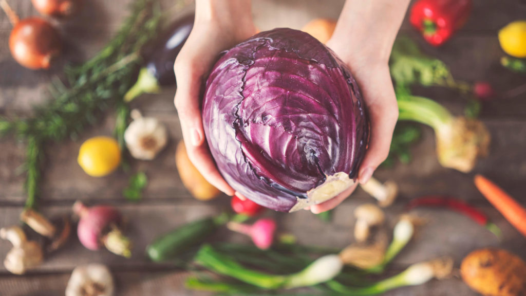 Hands holding purple cabbage