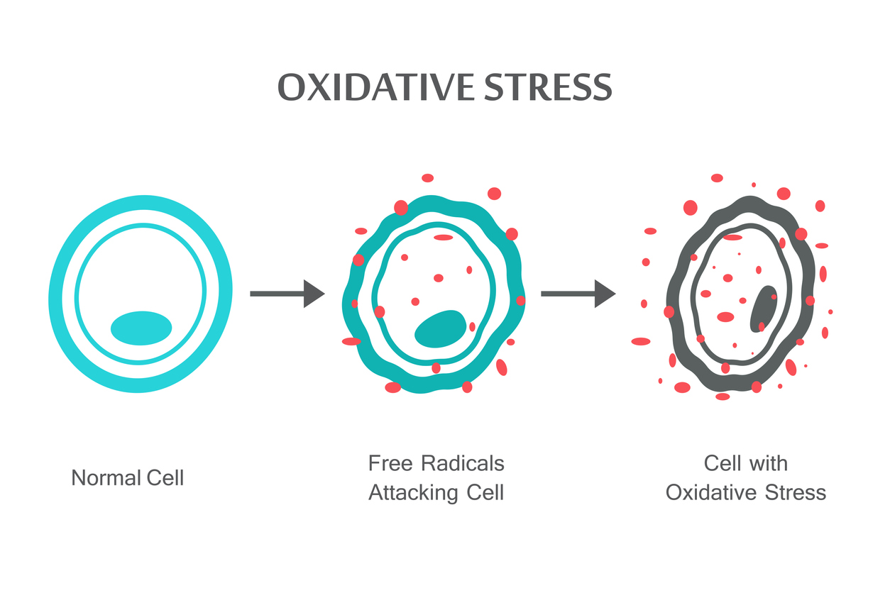 Oxidative Stress Diagram. Vector illustration flat design