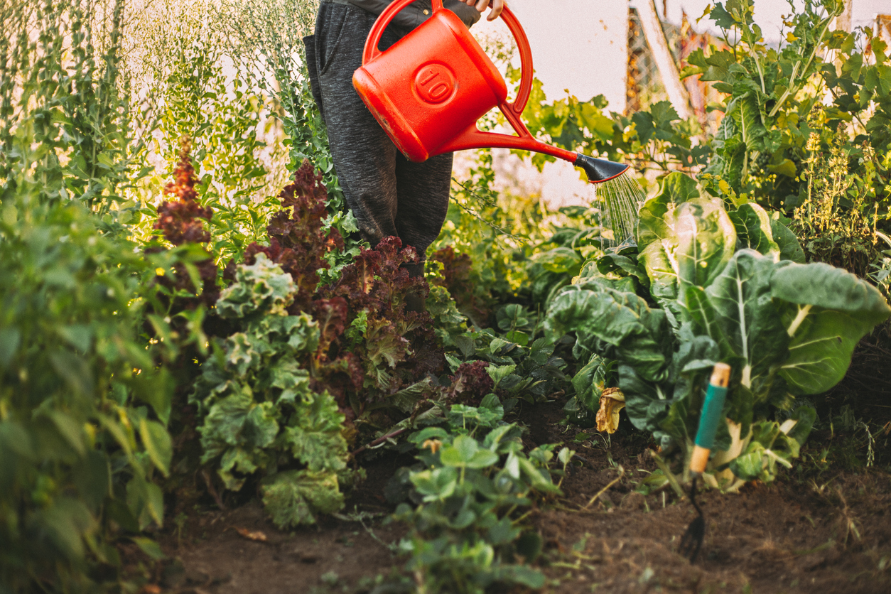 Watering plants in edible gardens