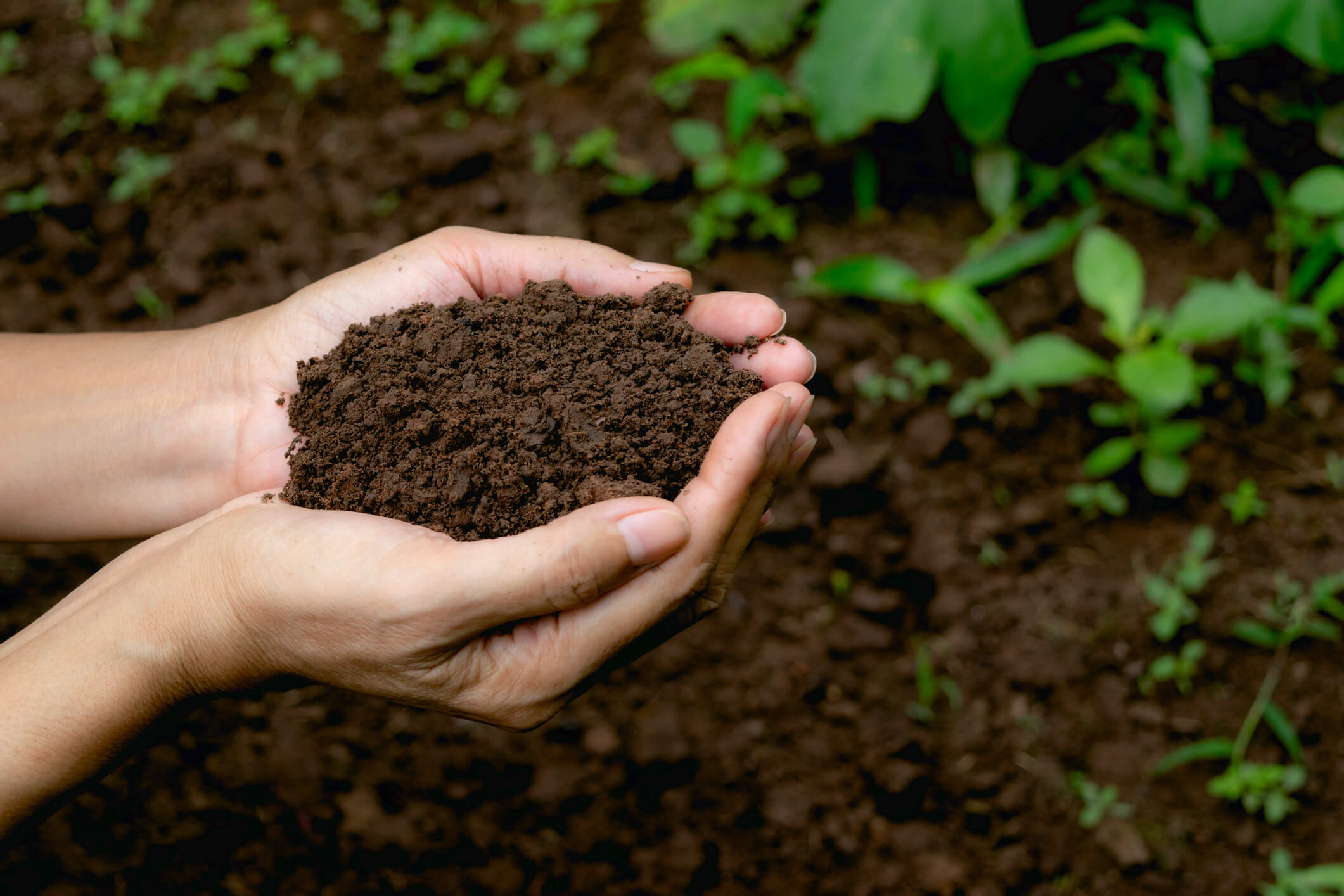 Hands holding fertile soil