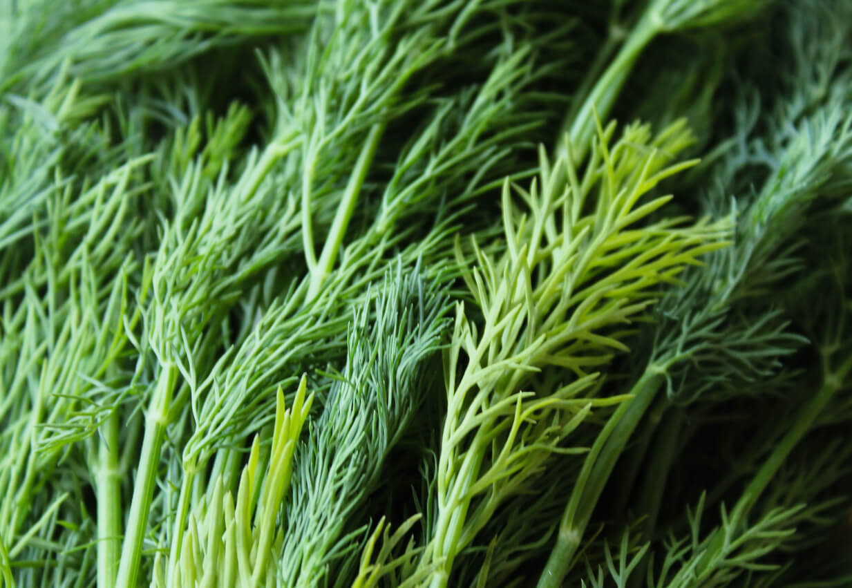 fresh dill background