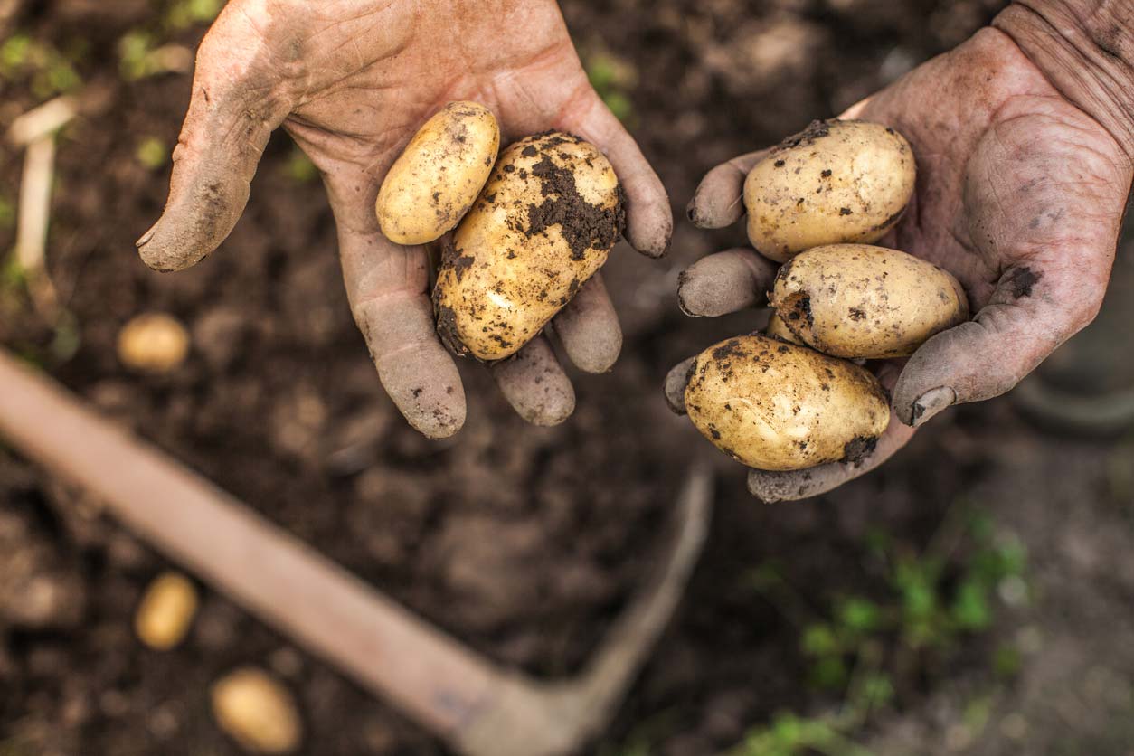 dirt covered hands holding potatoes