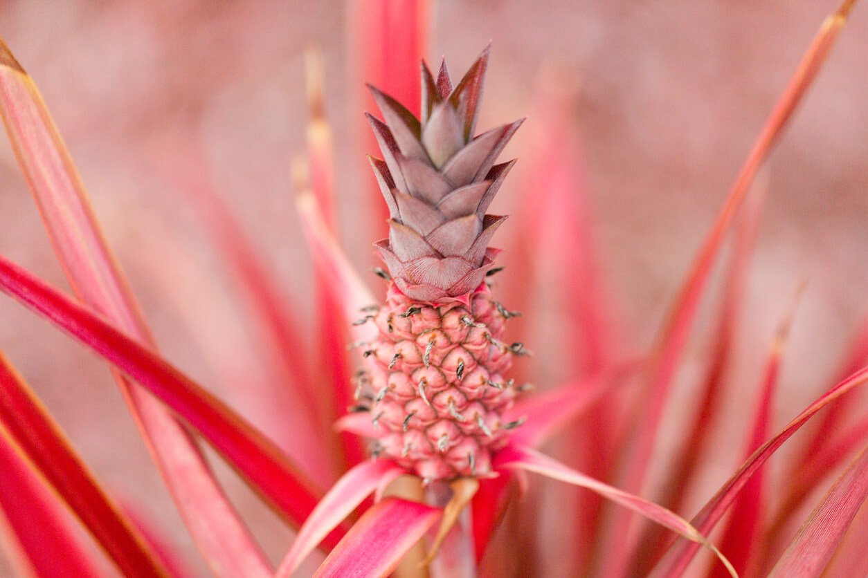 pink pineapple plant