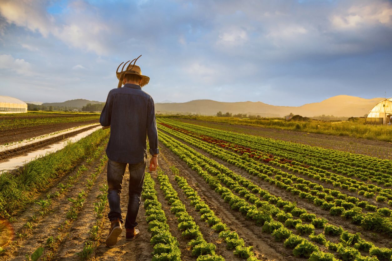 farmer in the field