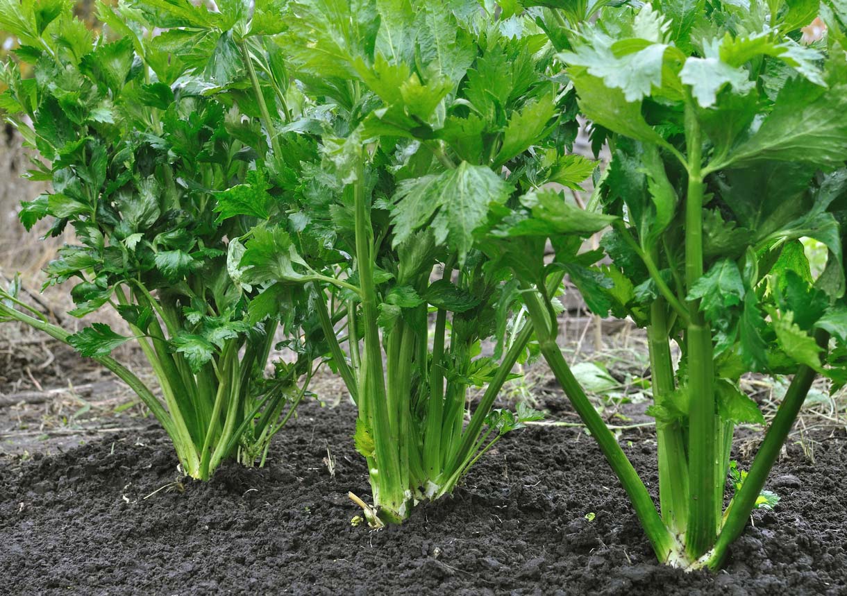 closeup of celery plants in ground