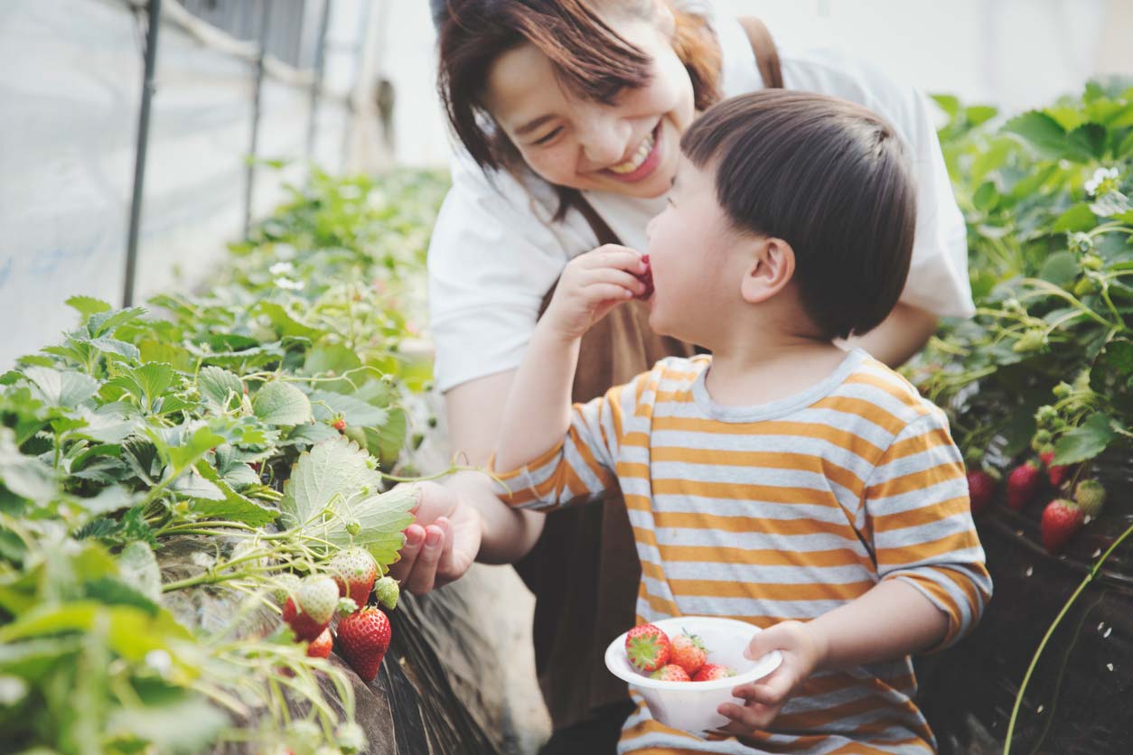 mother and son harvesting strawberries