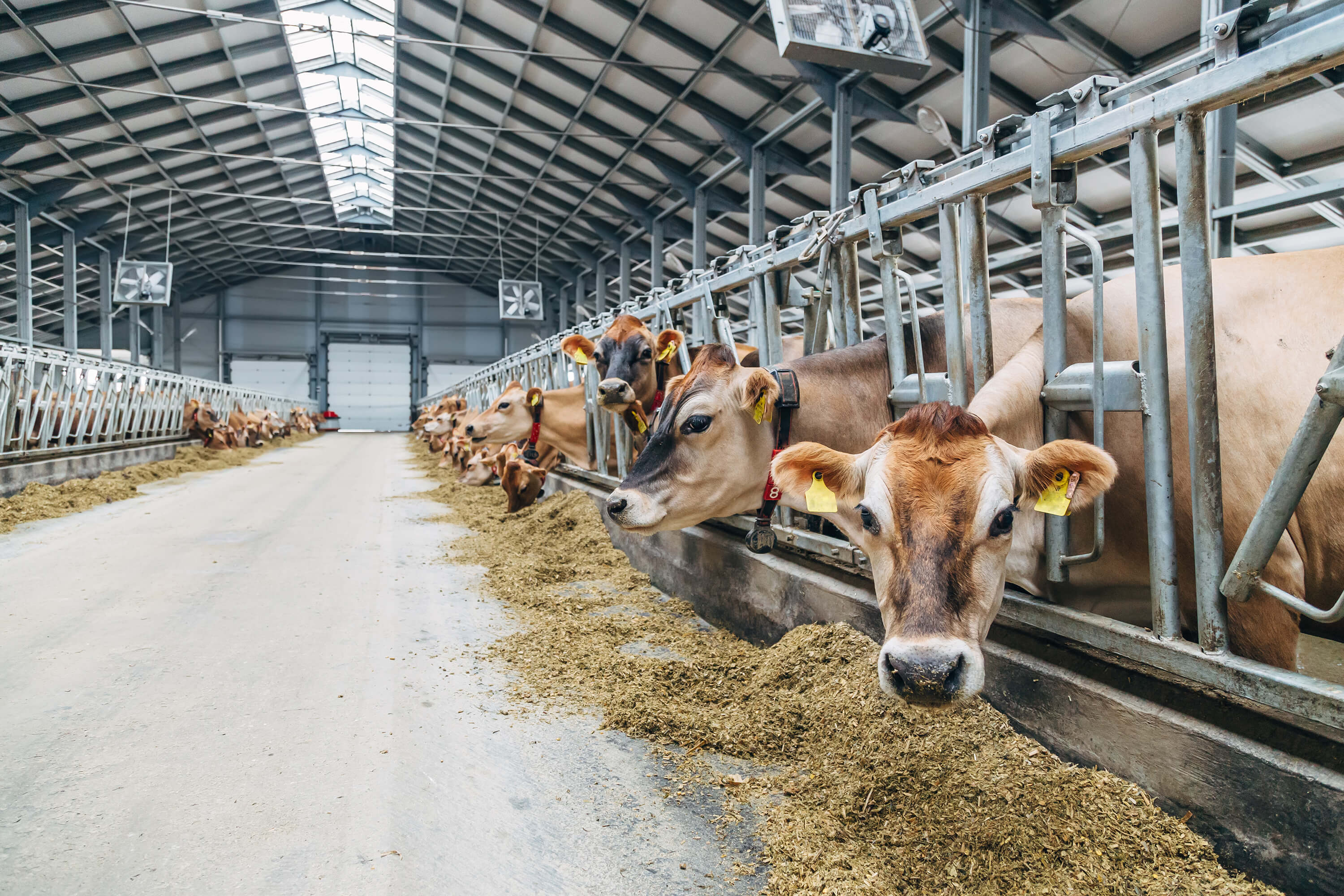 cows in a factory farm