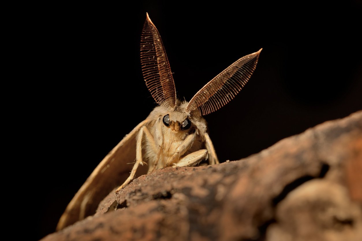 gypsy moth