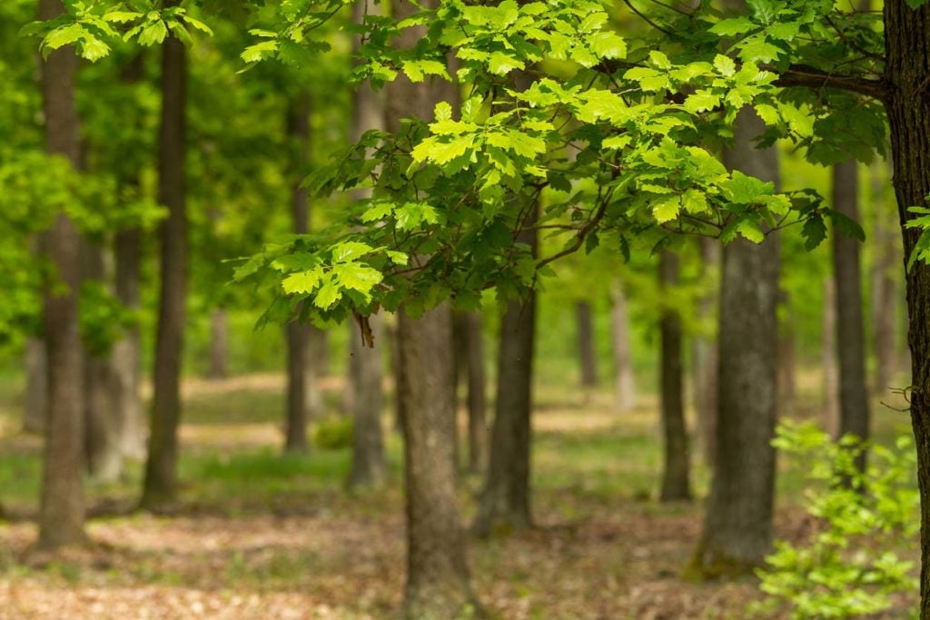 Oak forests were food forests to native nations