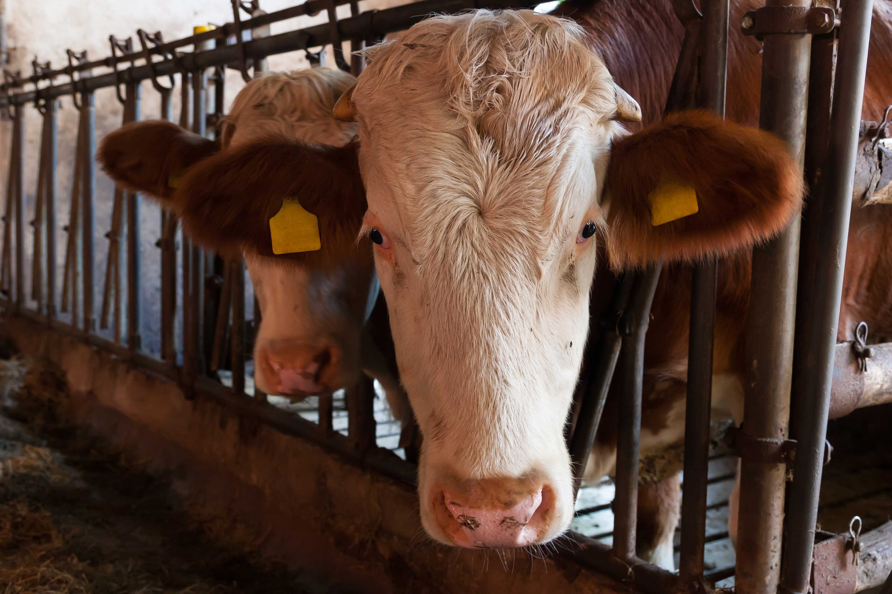 Cows behind bars in a factory farm